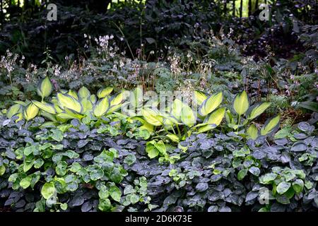 Hostaa vitrail, feuilles vertes variégées, feuillage, ombre, ombragé, bois, bois, jardin boisé, RM Floral Banque D'Images
