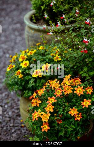 Pot,pots,container,containers,sanvitalia plantes de couchage,affichage,présentoirs,schéma de plantation mixte,RM Floral Banque D'Images