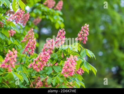 Châtaigne de cheval rouge, Aesculus carnea, en fleur au printemps dans un jardin botanique, montrant de belles fleurs roses et jaunes Banque D'Images