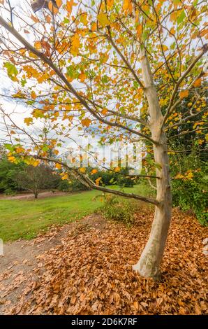 Couleurs d'automne exposées à partir d'un érable le long d'un chemin de marche d'herbe à travers un jardin botanique en automne. Banque D'Images