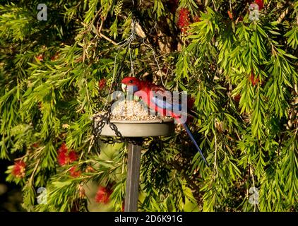 Rosella cramoisi, platycercus elegans, perching sur la table d'oiseau se nourrissant sur le bloc de graines. Perroquet australien dans un jardin privé dans le Queensland. Banque D'Images