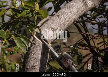 Chaînage d'une branche d'un arbre d'avocat (persea americana), élagage d'entretien dans un verger. Hiver, Queensland, Australie. Banque D'Images