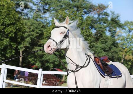 Le cheval de sport galopant sous la selle sans que le pilote ne saute au spectacle événement été au centre d'équitation rural Banque D'Images