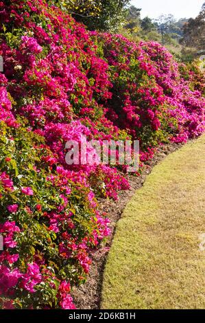 Un jardin privé australien dans le Queensland. Couverture de Bougainvillia aux fleurs roses denses, à côté de la pelouse. Jour de printemps ensoleillé. Banque D'Images