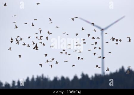 Un troupeau de Skylarks en migration (Alauda arvensis) avec une éolienne en arrière-plan Banque D'Images