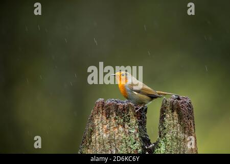 Robin Banque D'Images