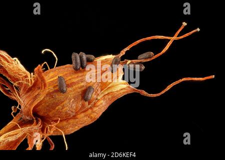 Hypericum perforatum, millepertuis, Echtes Johanniskraut, gros plan, fruit aux graines, graines de 0.8-1.2 mm de long Banque D'Images