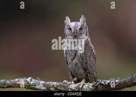 Vogel, oiseau, OWL, Eule, Zwergohreule, Otus Scrops, carnivore, chasseur, prédateur, faune, Banque D'Images