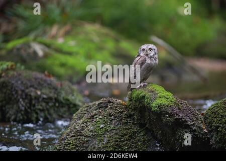 Vogel, oiseau, OWL, Eule, Zwergohreule, Otus Scrops, carnivore, chasseur, prédateur, faune, Banque D'Images