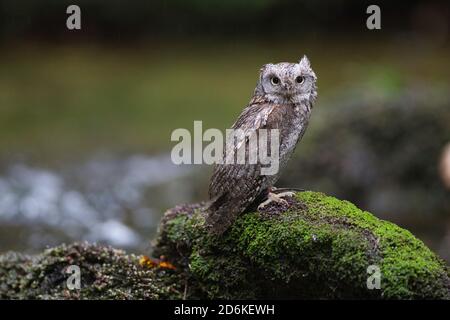 Vogel, oiseau, OWL, Eule, Zwergohreule, Otus Scrops, carnivore, chasseur, prédateur, faune, Banque D'Images