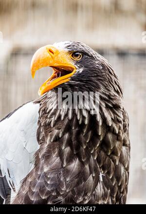 Portrait d'un aigle de mer de Steller Banque D'Images