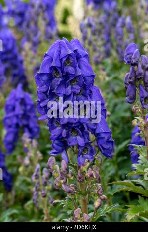 Aconitum carmichaelii une fleur pourpre bleu d'automne d'été qui est plante vivace herbacée d'automne communément connue sous le nom de wolfsbane or Aconite chinoise sto Banque D'Images