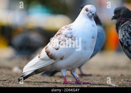 Pigeon de roche blanc endormi, columba livia en vue latérale attendant sur le sol devant des colombes floues Banque D'Images