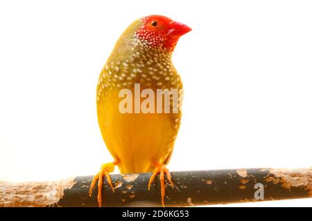Star finch, neochmia ruficauda assis sur une branche, isolé sur un fond blanc Banque D'Images