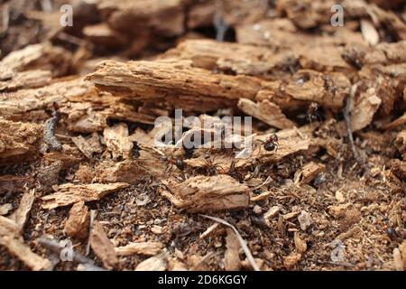 les fourmis d'insectes rampent sur un anthill au printemps la forêt sur la terre de la nature Banque D'Images