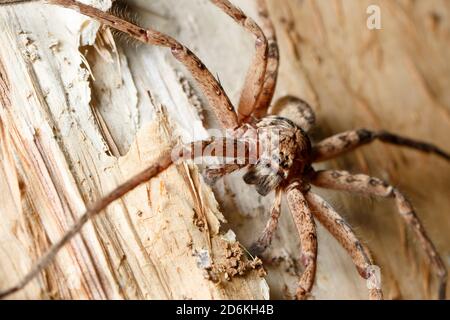 Araignée Huntsman brune (Heteropoda jugulans) sur l'eucalyptus la nuit Banque D'Images