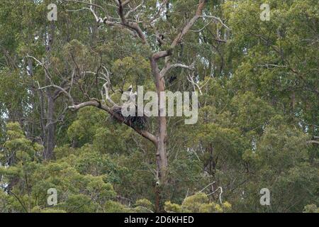 Paire d'aigles de mer à ventre blanc (Haliaeetus leucogaster) au nid dans un arbre au-dessus du réservoir d'Enoggera dans le parc national d'Aguilar, Queensland, Australie Banque D'Images