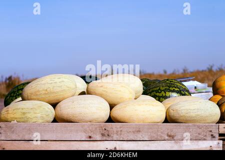 Des rangées de melons ovales et de pastèques rayées vertes sur une remorque dans un ciel bleu. Banque D'Images