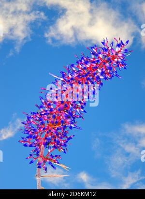 L'Aechmea dichlamydea fleurs rouge et bleu var. trinitensis Banque D'Images