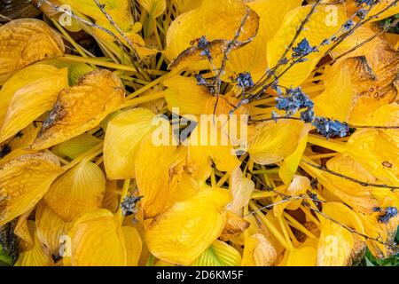 Un hosta mourant en automne avec des feuilles jaunes Banque D'Images