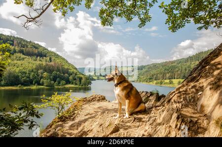 Chien de randonnée au Rursee dans le parc national d'Eifel Allemagne nature expériences en plein air Banque D'Images