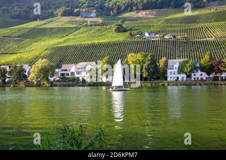 Vivre au bord de la Moselle et des vignobles à Piesport Allemagne Voyage nature Banque D'Images