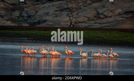 Les flamants moins flamants baignant leur belle couleur rose dans la lueur fraîche du soleil matin dans un lac dans un endroit appelé Jawai dans Rajasthan, Inde Banque D'Images