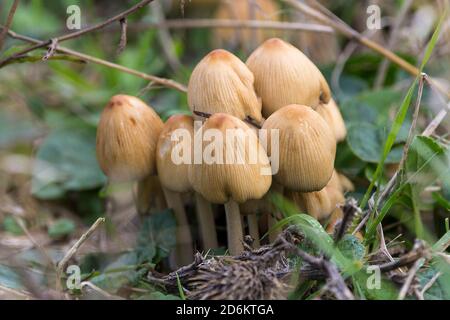 Tube de soufre Hypholoma fasciculare calottes plus jeunes bombées jaune de soufre avec centres plus sombres tiges fines gris rose fines rainures verticales sur bouchons Banque D'Images