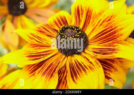 Rudbeckia hirta 'Rustic Dwarf'. Coneflowers exposés dans un jardin à la fin de l'été. ROYAUME-UNI Banque D'Images