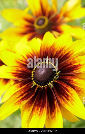 Rudbeckia hirta 'Rustic Dwarf'. Coneflowers exposés dans un jardin à la fin de l'été. ROYAUME-UNI Banque D'Images