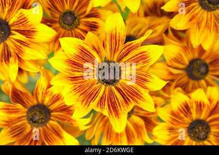 Rudbeckia hirta 'Rustic Dwarf'. Coneflowers exposés dans un jardin à la fin de l'été. ROYAUME-UNI Banque D'Images