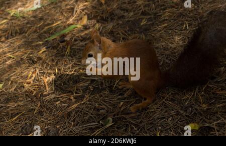Un petit écureuil sur le sol en été ronge un écrou Banque D'Images