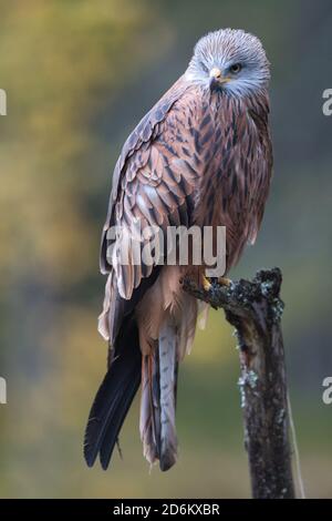 Vogel, oiseau, Greifvogel, oiseau de proie, Milvus milvus, Roter Milan, cerf-volant, Predator, Hunter, faune Banque D'Images