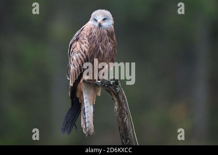 Vogel, oiseau, Greifvogel, oiseau de proie, Milvus milvus, Roter Milan, cerf-volant, Predator, Hunter, faune Banque D'Images