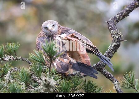 Vogel, oiseau, Greifvogel, oiseau de proie, Milvus milvus, Roter Milan, cerf-volant, Predator, Hunter, faune Banque D'Images