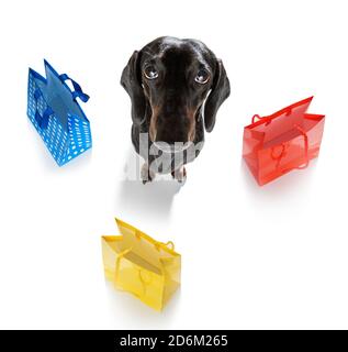 chien de chachshund avec sacs de shopping prêts à la réduction et à la vente au centre commercial, isolé sur fond blanc Banque D'Images