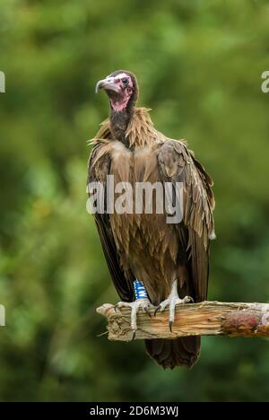 Vautour à capuchon - Necrosyrtes monachus, espèce de vautour du Vieux-monde en danger critique provenant de forêts et de terres boisées africaines, Éthiopie. Banque D'Images