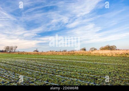 Givre sur un champ vert avec grain d'hiver, nuages blancs sur le ciel Banque D'Images