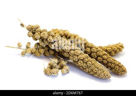 Millet isolé sur fond blanc Banque D'Images