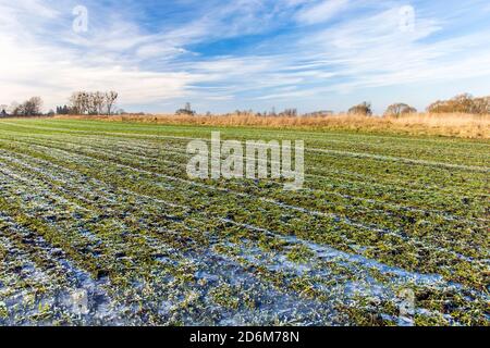 Eau gelée et gel sur un champ vert avec grain d'hiver, nuages sur le ciel Banque D'Images