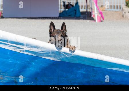 Malinois belge attendant l'eau pour remplir un portable piscine Banque D'Images