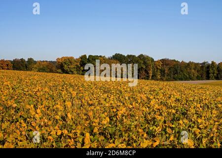 Champ de maturation de soja dans le soleil d'automne tôt le matin. La glycine max, communément appelée soja en Amérique du Nord, est une espèce de légumineuse Banque D'Images