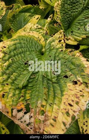 Feuilles de Tokudama d'hostA montrant des motifs dans la nature et à la fin de l'été dommages Banque D'Images