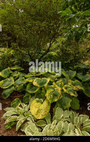 Feuilles de Tokudama d'hostA montrant des motifs dans la nature et à la fin de l'été dommages Banque D'Images