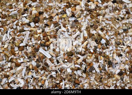 brisures de coquillages sur le bord de mer, norfolk, angleterre, royaume-uni Banque D'Images