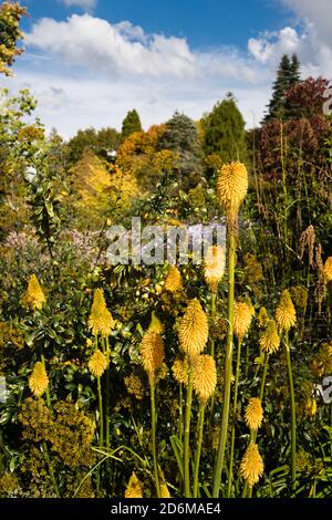 Red Hot Pokers kniphofia bonne exposition d'Halloween à Sir Harold Hiller Gardens près de Romsey dans le Hampshire Banque D'Images