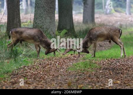 Duelmen, NRW, Allemagne. 18 octobre 2020. Deux mâles de cerf de Virginie (dama dama) se battent sans relâche. L'activité de rutting de cerf est à son apogée ce mois-ci, les cerfs rouges et jachères s'attardera et se batteront pour leur domination et se tenir debout avec les femelles. Credit: Imagetraceur/Alamy Live News Banque D'Images