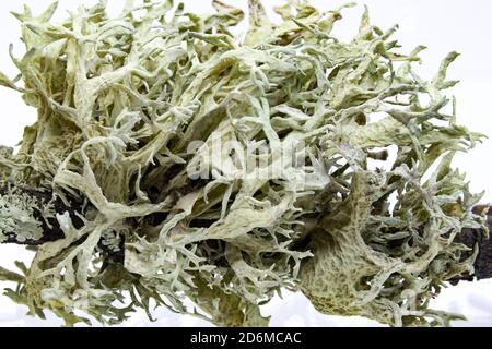 Macro Photographie de mousse dans une branche de chêne-liège. Ce lichen provoque la maladie de communément connue sous le nom de la seca et finalement l'origine de la carie et la mort de Banque D'Images