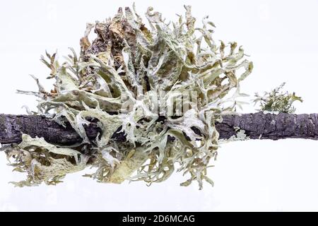 Macro Photographie de mousse dans une branche de chêne-liège. Ce lichen provoque la maladie de communément connue sous le nom de la seca et finalement l'origine de la carie et la mort de Banque D'Images