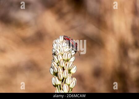 Une punaise (Pyrrhocoris apterus) sur un Verbascum giganteum ou thapsus (grande mulléine, mulléine commune) Banque D'Images